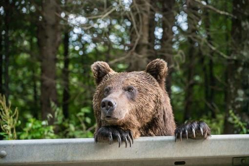 A brown bear on the side of the road.